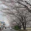 釜山の桜が咲き始めました！