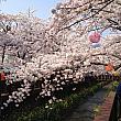 現在、鎮海では桜のお祭り、鎮海軍港祭りが開催中！