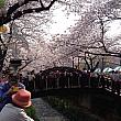 韓国最大の桜の名所・鎮海（チネ）の桜も満開に！！