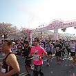 慶州さくらマラソン＆ウォーク２０１４に参加してきました。 慶州の桜 慶州 釜山近郊 新羅 春 マラソンさくらマラソン
