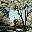 訪れたこの日は天気もよく、桜も満開。