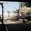 ソウル南西部、トクサン（禿山）駅に来ました。国鉄・地下鉄１号線のクムチョンクチョン（衿川）駅からトクサン（禿山）駅を越え、カサン（加山）デジタル団地まで、線路沿いに走る約３ｋｍの通りは、桜並木になっているんですよ。