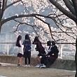 金曜日の夕方、女子学生が桜と一緒に写真撮影を楽しんでいます！