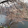 忠州のお花見スポットといえば、忠州ダムの桜！特にダムに向かって枝が下がっている桜が有名！