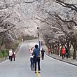 ソウルの桜もいいけれど、地方でもお花見！こちらは忠清北道の忠州（チュンジュ）の桜。