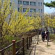 山茱萸は韓国では春にとってもよく咲いています。
