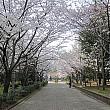 釜山っ子に聞いてみた！「釜山市内の桜の名所はどこ？」 釜山の桜 人気の桜 デートスポット 釜山の春 桜並木桜名所
