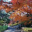 紅葉もまだ楽しめる釜山です。