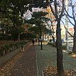 冬の訪れが感じられる今日の釜山。落ち葉がたくさん！