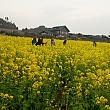 山房山（サンバンサン）前の黄色い菜の花畑は観光客のフォトスポット。