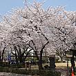 桜開花予想～ソウルは4月5日 桜 花見 ソウルの桜 ソウル近郊の桜 ソウルの花見 ソウル近郊の花見 ソウルの桜開花ソウル近郊の桜開花