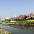 写真で見る釜山の桜～2019年編～ 釜山の桜