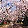 桜の写真をズラリと紹介！！