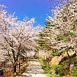 桜もあと数日が見ごろの釜山！？