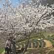 新村、弘大からも近い鞍山（アンサン）も桜が見ごろ。