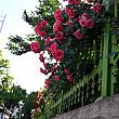 多様な色のバラが咲いているところも。通りが華やかですネ！