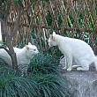 白猫も日本より多い気がします