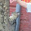 上海☆街猫散策猫
