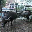 入場前、スタンバイ中の水牛に会えます