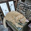骨董屋さんの商品の上で寝る猫などが見つかります