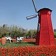 中国人的に、オランダのイメージは風車と牛?