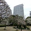 「オークラ・ガーデンホテル上海」の庭の一角の梅の木エリアにて