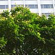 樹高の高い街路樹「黄炎木」のてっぺんに咲く黄色い花