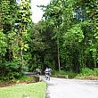 熱帯雨林の中のサイクリングロードを走ります。