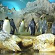 バードパークでリニューアルしたペンギン舎と猛禽ショーを見てきました！ バードパーク観光