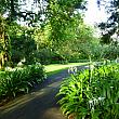 朝のシンガポールはこう歩く！ モデルプラン ボタニック・ガーデン ローカルフードリトルインディア