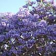 春の風物ジャカランタ。10月には艶やかな紫色の花を街中でみかけます。