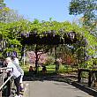 毎年、9月の第3、第4の週末にパラマッタにある「カンバーランド病院」の庭園で、藤祭りが行われています。