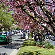 ブルーマウンテンズの観光とセットで訪れることの多い「ルーラ」の街。春には満開の桜並木を見ることができます。