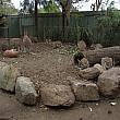 コアラやカンガルー、ワラビー、ウォンバット、タスマニアデビル、ディンゴなどなどオーストラリア固有の動物や鳥がい～っぱいいる動物園です。