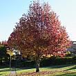 公園で見つけたシドニーの紅葉