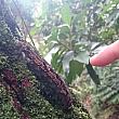 ミニ蛇のような中指ほどの長さ・太さの毛虫が<br>のそのそと木の幹を散歩していました