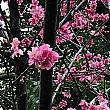 高いところに花が咲いていたのでナビのカメラでは上手に撮影できなかったのですが、ヒカンザクラが咲いていました。濃いピンクが美しいですね。