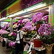 アクセス便利な建国花市もいいですが、内湖花市はより専門的なお花の市場。主に業者さんたちが出入りする場所です。とても立派な蝴蝶蘭が華やか〜