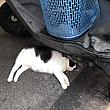 猫は早々とお腹がいっぱいになったのか、バイクの下でグゥグゥ寝ていました〜