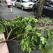 台風の進路が当初の予想ルートを外れたため、風雨はそこまで酷くなかったのですが、翌朝公園に行ってみると折れた木の枝が散乱していて、自然の猛威を感じました。これから台風シーズン。備えはしっかりとしておきたいですね。