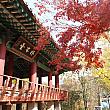 ソウル＆地方を巡る、秋のおすすめツアー！